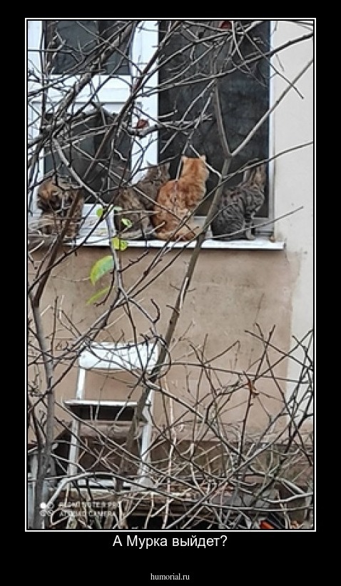 А Мурка выйдет?