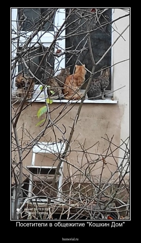 Посетители в общежитие "Кошкин Дом"