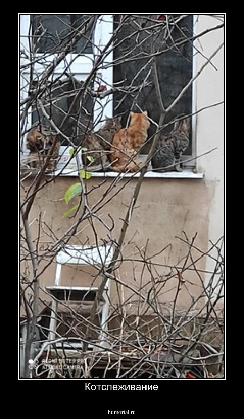 Котслеживание