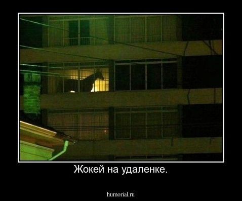 Жокей на удаленке.