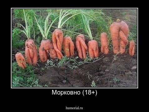Морковно (18+)
