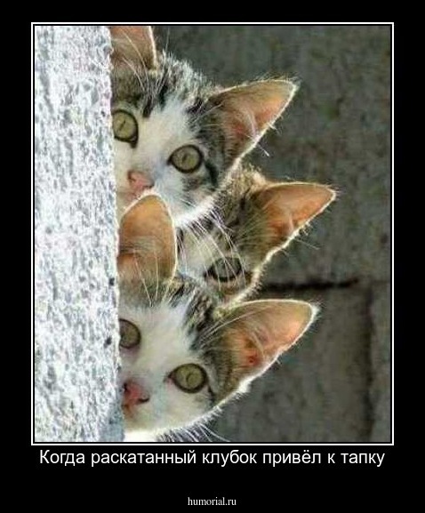 Когда раскатанный клубок привёл к тапку