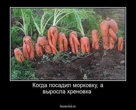 Когда посадил морковку, а выросла хреновка