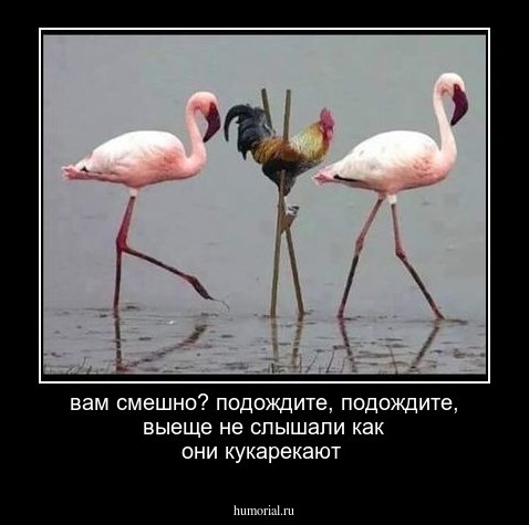 вам смешно? подождите, подождите, выеще не слышали как они кукарекают