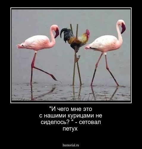 "И чего мне это с нашими курицами не сиделось? " - сетовал петух