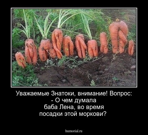 Уважаемые Знатоки, внимание! Вопрос: - О чем думала баба Лена, во время посадки этой моркови? 