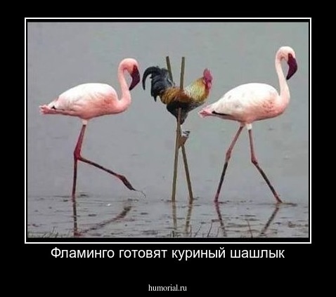 Фламинго готовят куриный шашлык