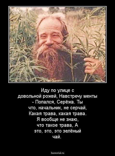 Иду по улице с довольной рожей, 
Навстречу менты - Попался, Серёжа. 
Ты что, начальник, не серчай, 
Какая трава, какая трава. 
Я вообще не знаю, что такое трава, 
А это, это, это зелёный чай. 
