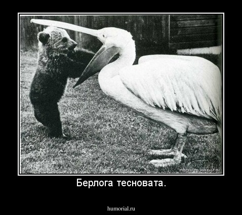 Берлога тесновата.