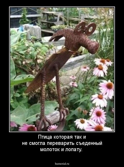 Птица которая так и не смогла переварить съеденный молоток и лопату.