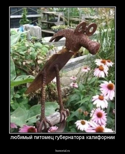 любимый питомец губернатора калифорнии