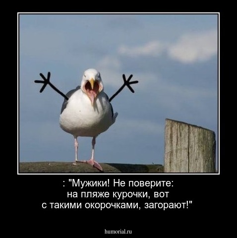  : "Мужики! Не поверите: на пляже курочки, вот с такими окорочками, загорают!"