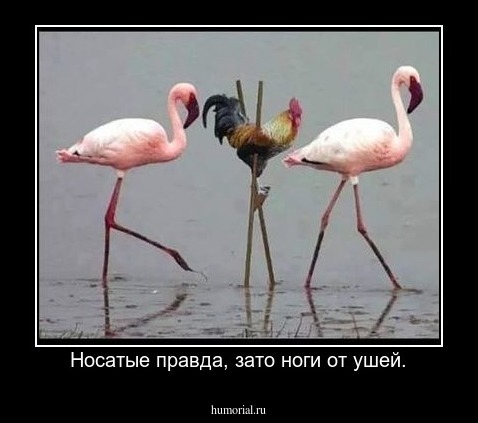 Носатые правда, зато ноги от ушей.