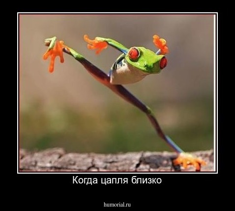 Когда цапля близко
