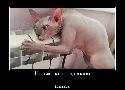 Шарикова переделали
