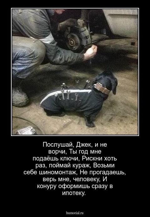 Послушай, Джек, и не ворчи,
Ты год мне подаёшь ключи,
Рискни хоть раз, поймай кураж,
Возьми себе шиномонтаж,
Не прогадаешь, верь мне, человеку,
И конуру оформишь сразу в ипотеку.