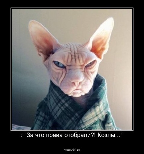 : "За что права отобрали?! Козлы..."