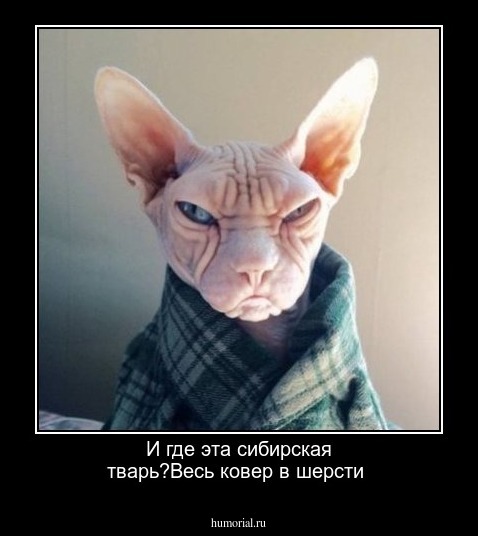 И где эта сибирская тварь?Весь ковер в шерсти