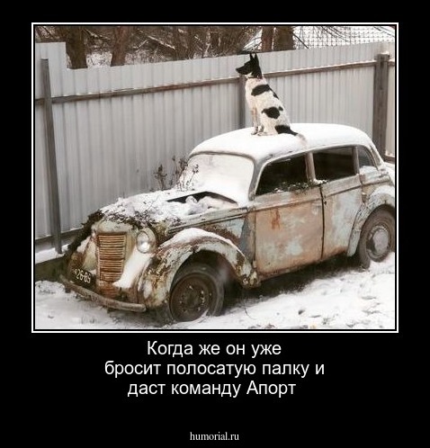 Когда же он уже бросит полосатую палку и даст команду Апорт