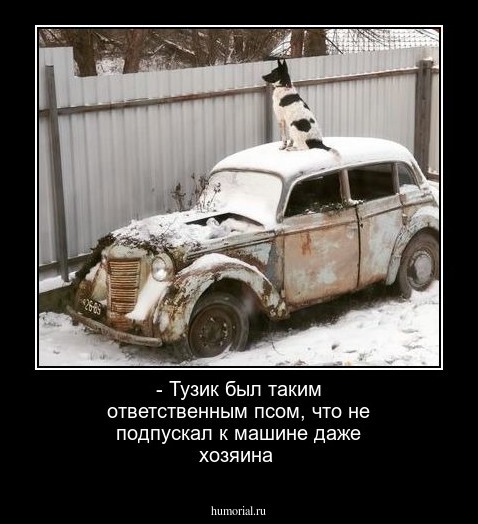 - Тузик был таким ответственным псом, что не подпускал к машине даже хозяина