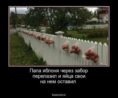 Папа яблоня через забор перелазил и яйца свои на нем оставил