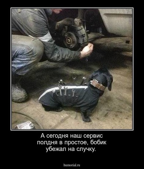 А сегодня наш сервис  полдня в простое, бобик убежал на случку.