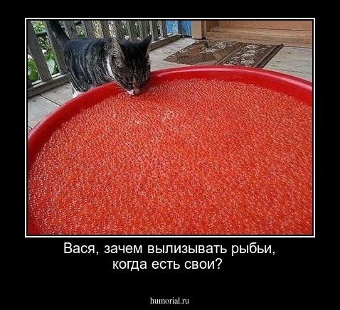 Вася, зачем вылизывать рыбьи, когда есть свои?