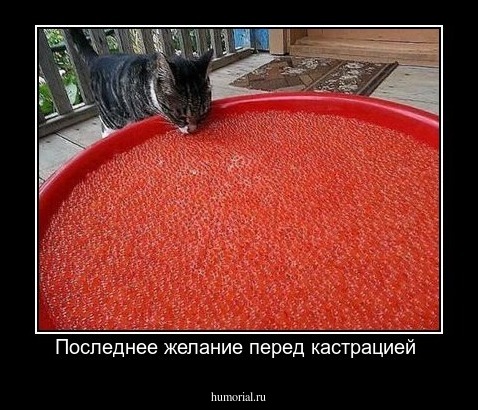 Последнее желание перед кастрацией 