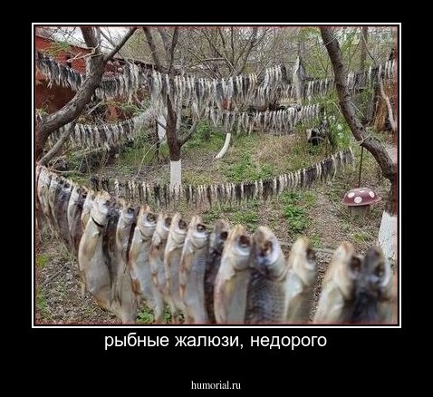 рыбные жалюзи, недорого