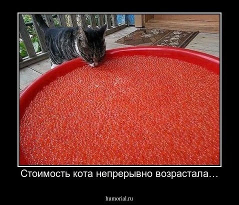 Стоимость кота непрерывно возрастала…