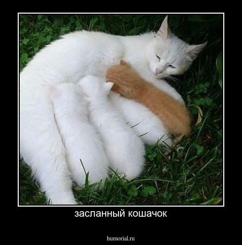 засланный кошачок