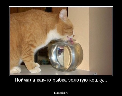 Поймала как-то рыбка золотую кошку...