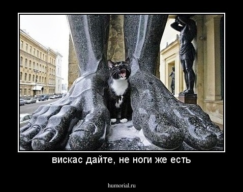 вискас дайте, не ноги же есть