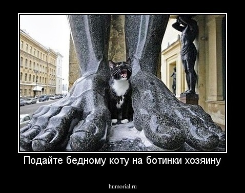 Подайте бедному коту на ботинки хозяину