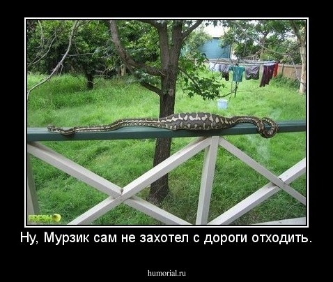 Ну, Мурзик сам не захотел с дороги отходить.