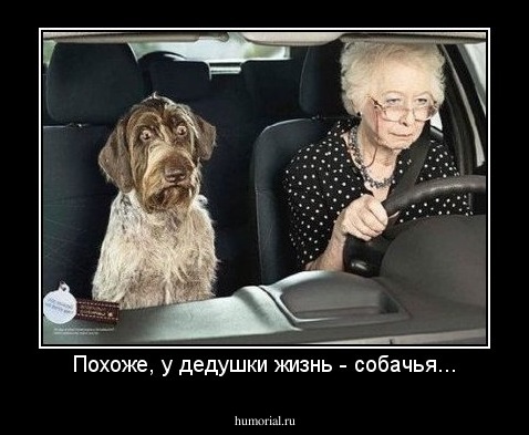 Похоже, у дедушки жизнь - собачья...