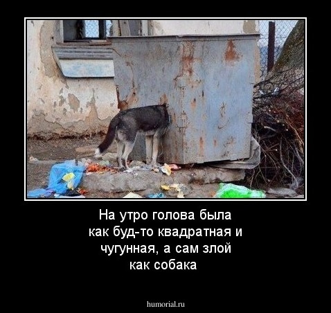 На утро голова была как буд-то квадратная и чугунная, а сам злой как собака
