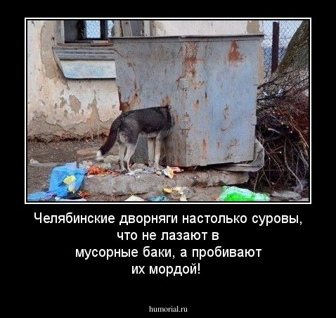 Челябинские дворняги настолько суровы, что не лазают в мусорные баки, а пробивают их мордой!