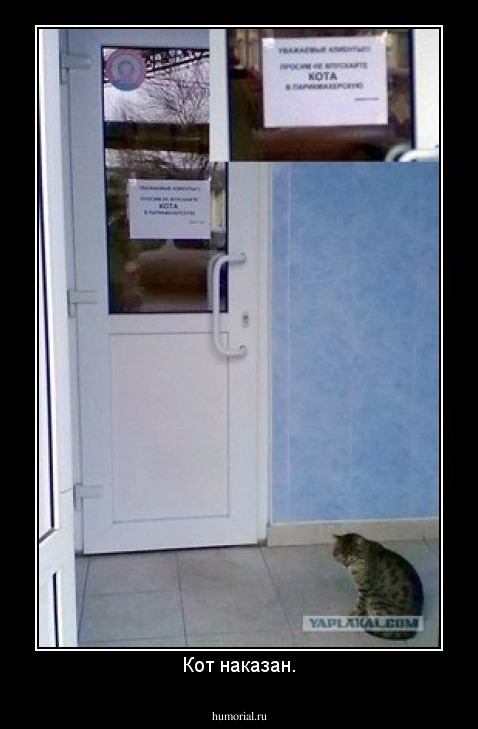 Кот наказан.