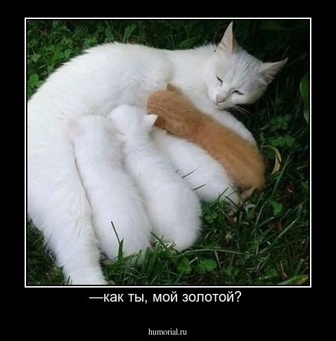 —как ты, мой золотой? 