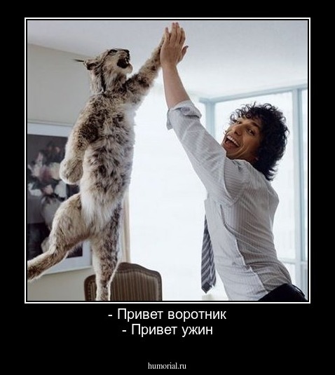 - Привет воротник
- Привет ужин