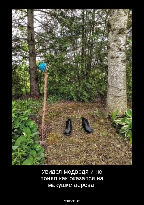 Увидел медведя и не понял как оказался на макушке дерева