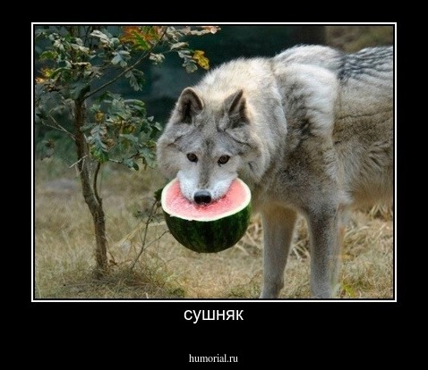 сушняк