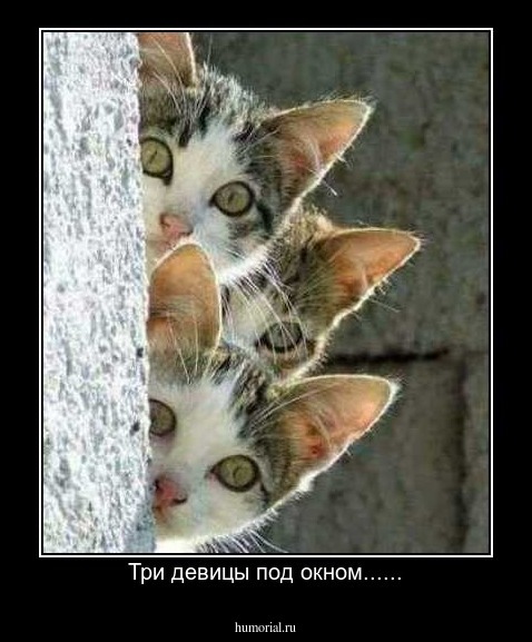Три девицы под окном......