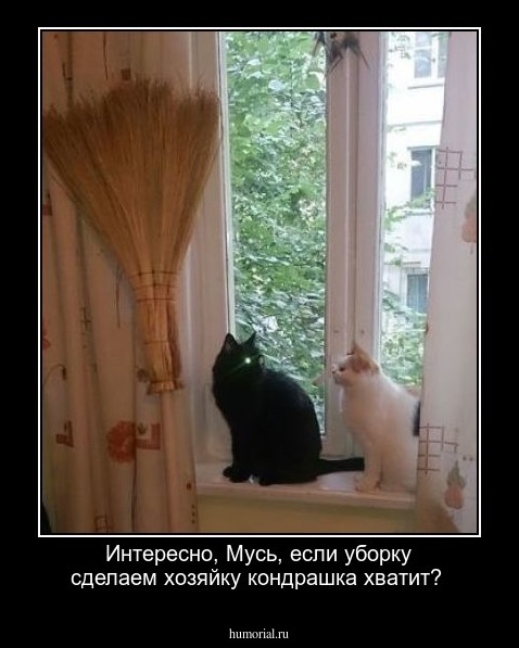 Интересно, Мусь, если уборку сделаем хозяйку кондрашка хватит?