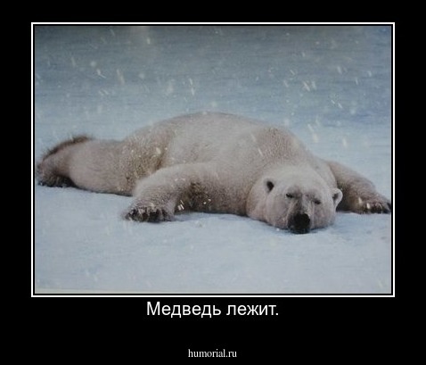 Медведь лежит.