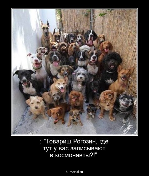 : "Товарищ Рогозин, где тут у вас записывают в космонавты?!"