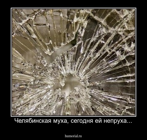 Челябинская муха, сегодня ей непруха...