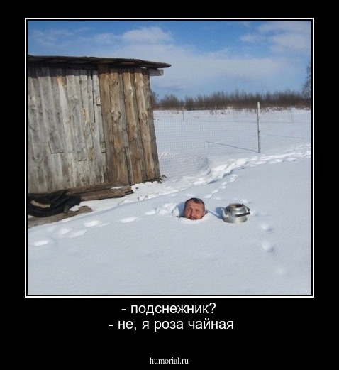  - подснежник?
 - не, я роза чайная