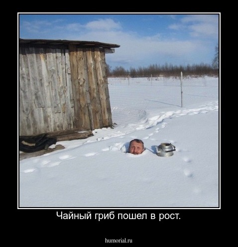 Чайный гриб пошел в рост.